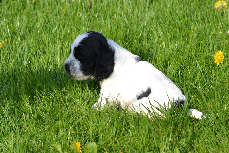 Vrh H a CH 32-Chessy.JPG